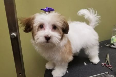 VCA McKay’s Mill Animal Hospital