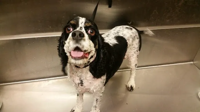 VCA McKay’s Mill Animal Hospital 12