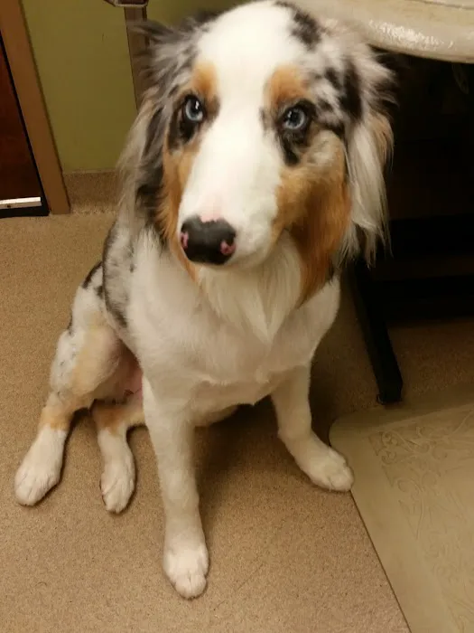 VCA McKay’s Mill Animal Hospital 12