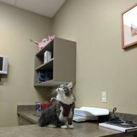 Carothers Parkway Veterinary Clinic ico