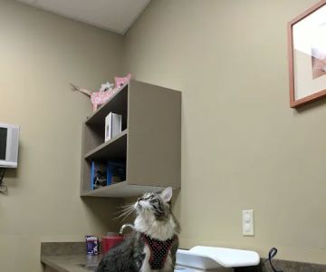 Carothers Parkway Veterinary Clinic