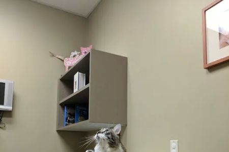 Carothers Parkway Veterinary Clinic