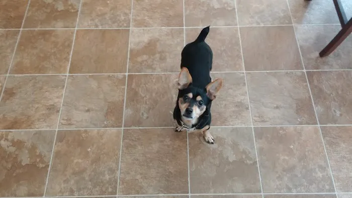 Indian Hills Animal Hospital 12