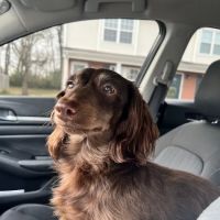 Indian Hills Animal Hospital ico