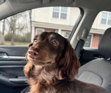 Indian Hills Animal Hospital