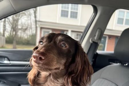 Indian Hills Animal Hospital