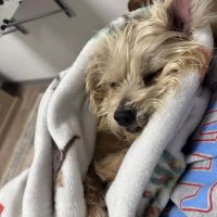 Family Pet Health ico
