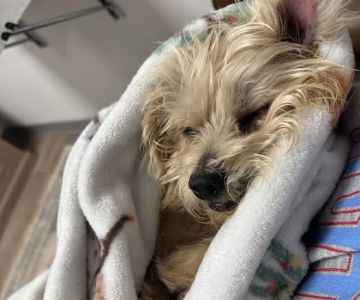Family Pet Health