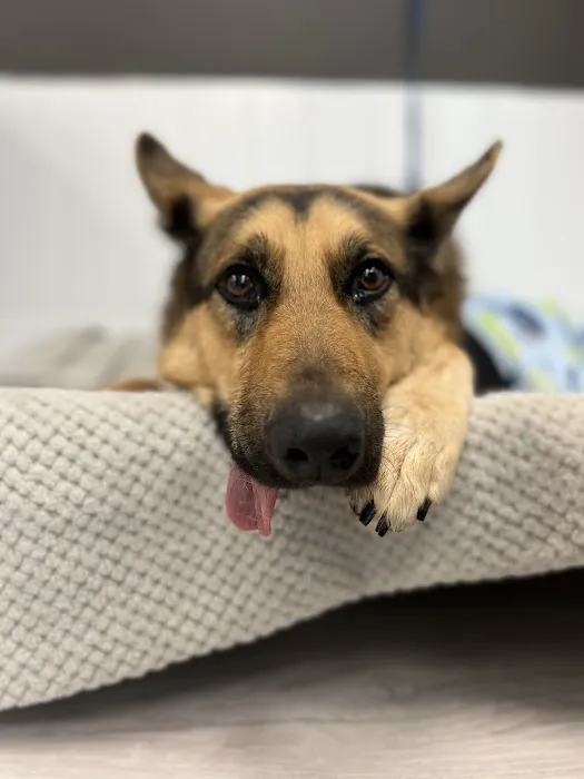 Family Pet Health 12