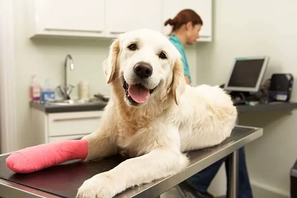 Barfield Animal Hospital 12