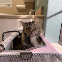 Animal Care Veterinary Hospital ico