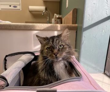 Animal Care Veterinary Hospital