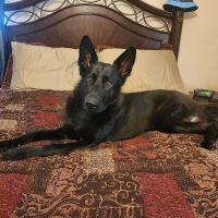 Savannah's Crossing Veterinary Hospital ico