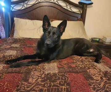 Savannah's Crossing Veterinary Hospital