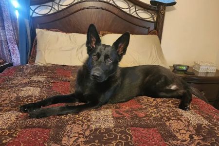 Savannah's Crossing Veterinary Hospital