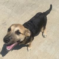 Holistic Pet Care Franklin Road Animal Hospital ico