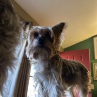 Cool Springs Animal Hospital ico