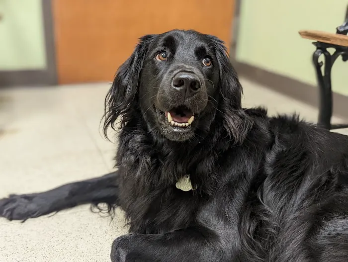 Cool Springs Animal Hospital 12