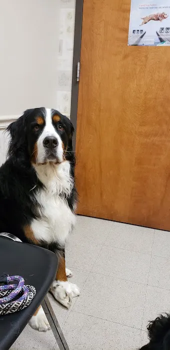 Cool Springs Animal Hospital 12