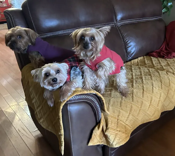 Cool Springs Animal Hospital 12