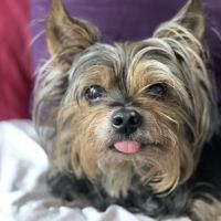 Belle Forest Animal Hospital ico