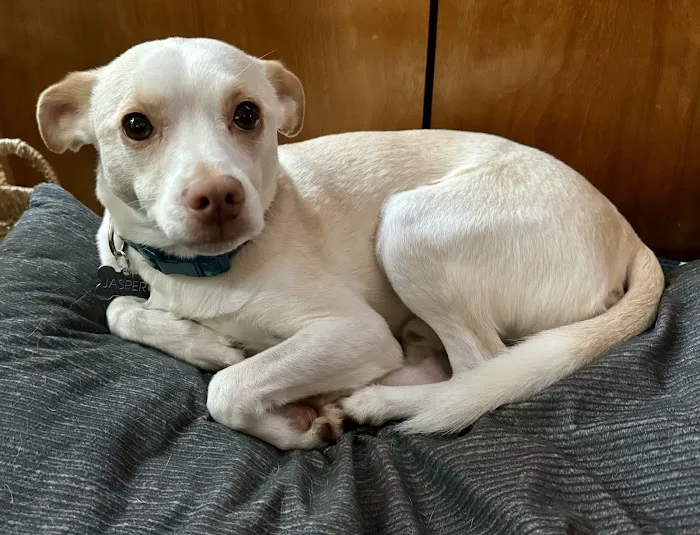 Belle Forest Animal Hospital 12