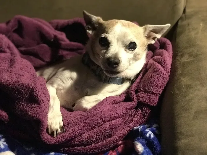 Belle Forest Animal Hospital 12