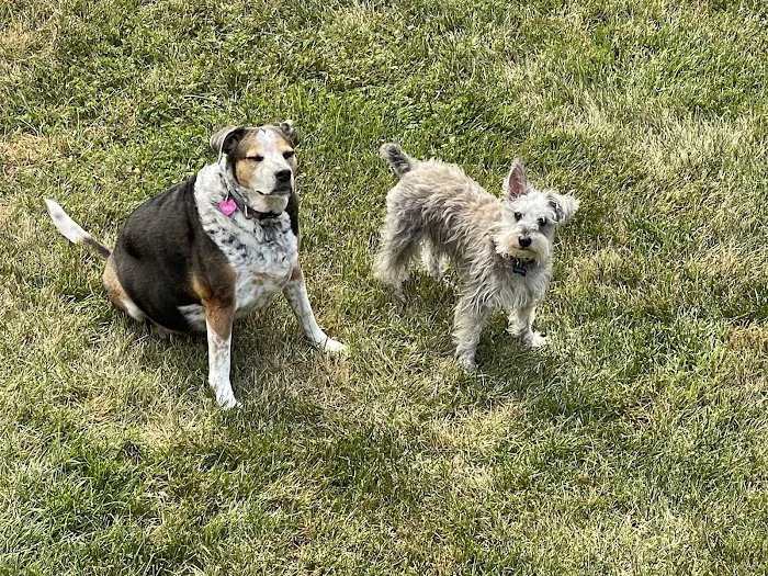 Belle Forest Animal Hospital 12