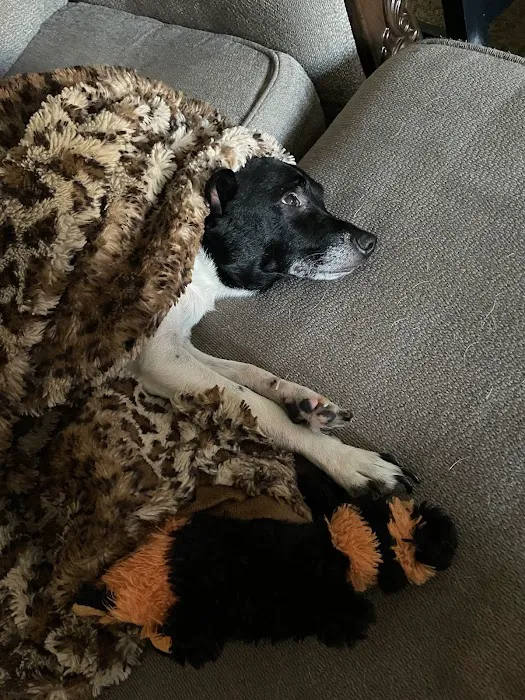 Bellevue Animal Hospital 12