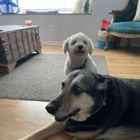 Bellevue Animal Hospital ico