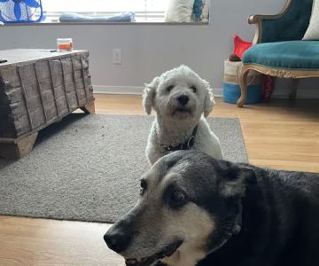Bellevue Animal Hospital