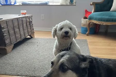 Bellevue Animal Hospital