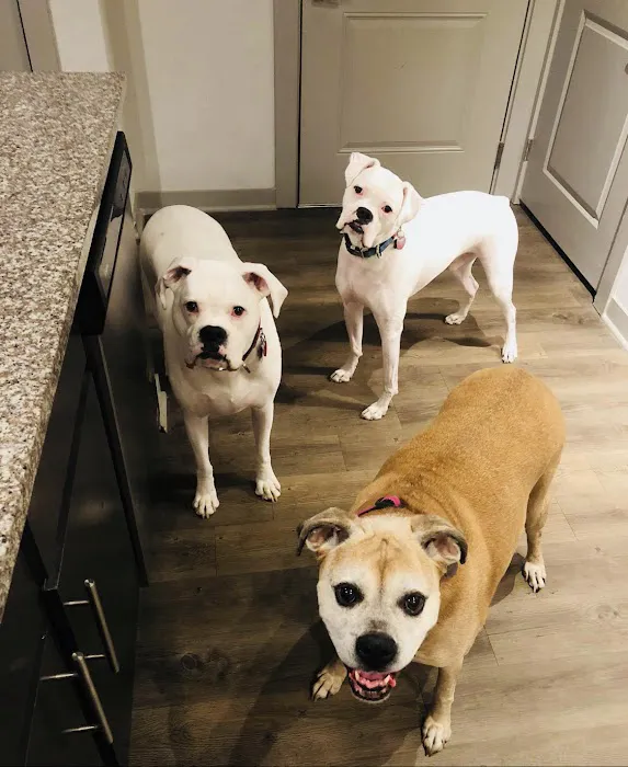 Bellevue Animal Hospital 12