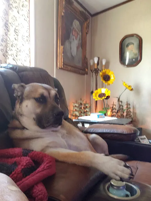 Devine Veterinary Clinic Inc: Scogin Chrissy DVM 12