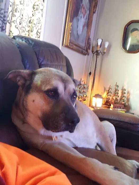 Devine Veterinary Clinic Inc: Scogin Chrissy DVM 12