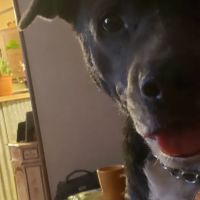 Devine Veterinary Clinic Inc: Scogin Chrissy DVM ico