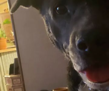 Devine Veterinary Clinic Inc: Scogin Chrissy DVM