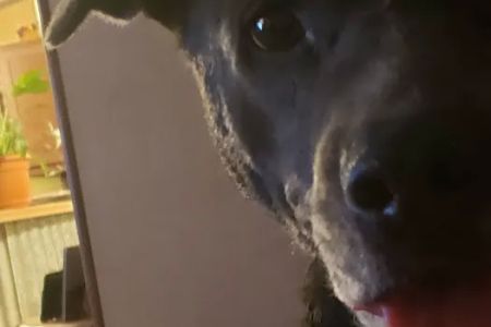 Devine Veterinary Clinic Inc: Scogin Chrissy DVM