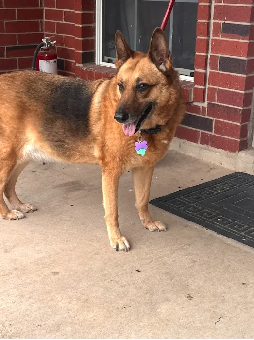 Devine Veterinary Clinic 12