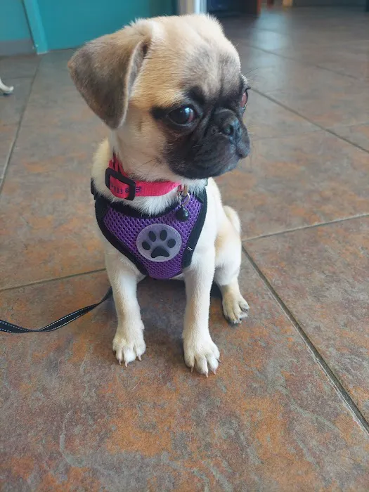 Alamo Area Veterinary Clinic 12