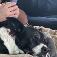 Alamo Area Veterinary Clinic ico