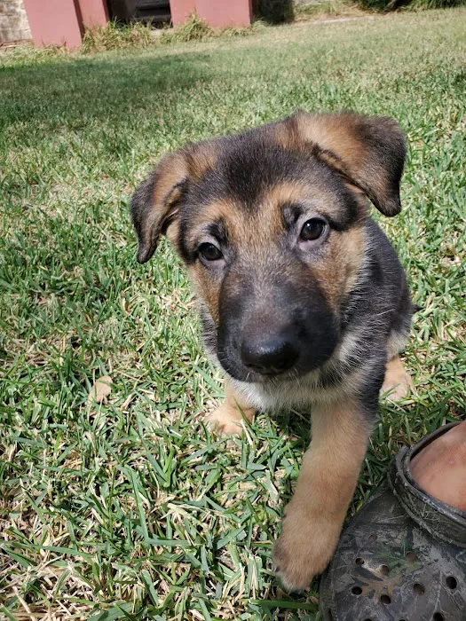 Alamo Area Veterinary Clinic 12