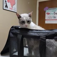 Castroville Veterinary Clinic ico