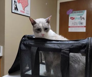 Castroville Veterinary Clinic