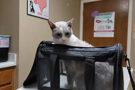 Castroville Veterinary Clinic