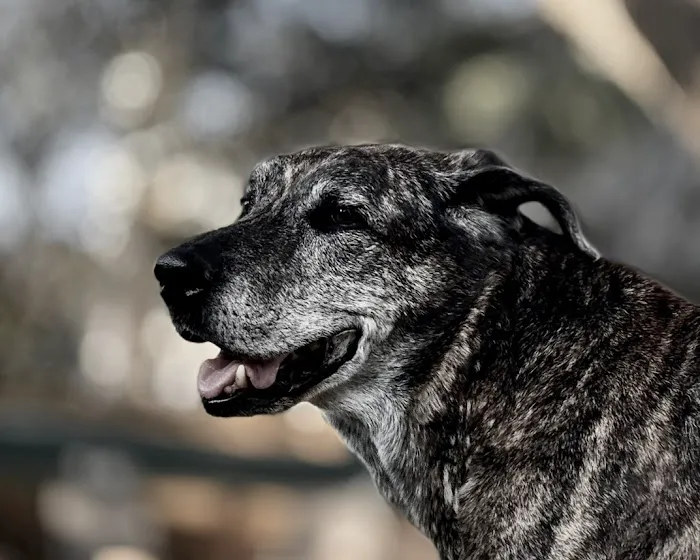 Stepping Stone Veterinary Care 12