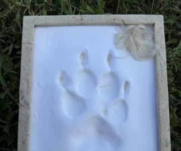 Stepping Stone Veterinary Care
