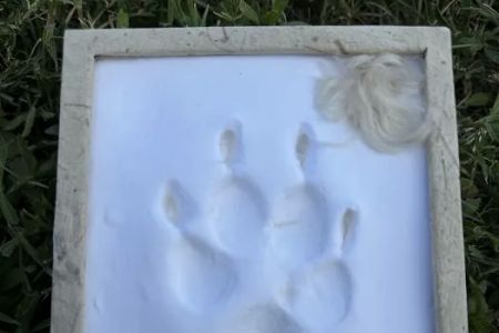 Stepping Stone Veterinary Care