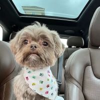 CityVet | Cibolo Crossing ico