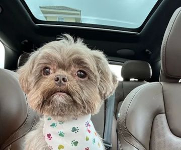 CityVet | Cibolo Crossing